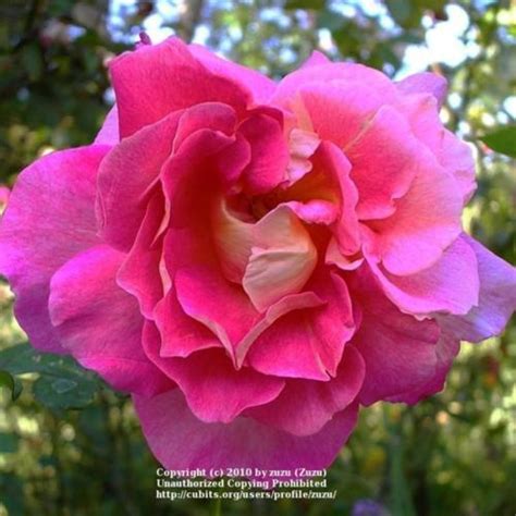 Rose (Rosa 'Givenchy') in the Roses Database